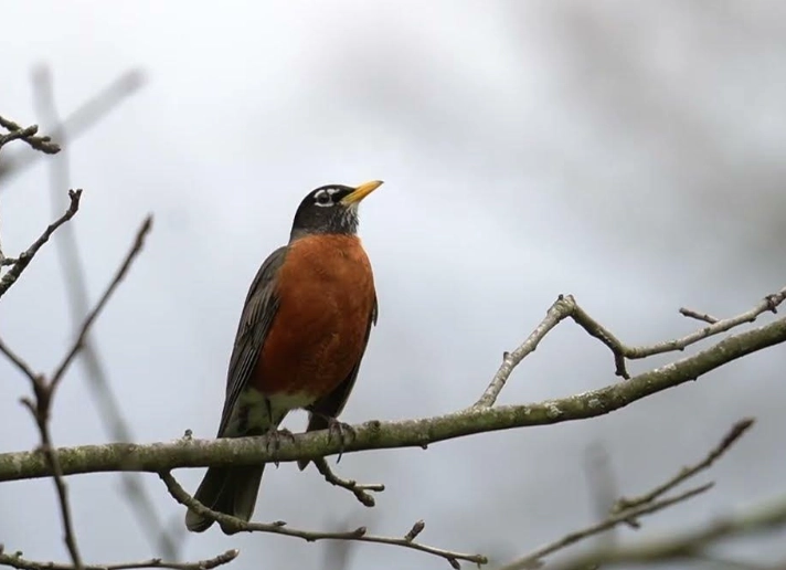 what does an American robin sound like what does an American robin sound like