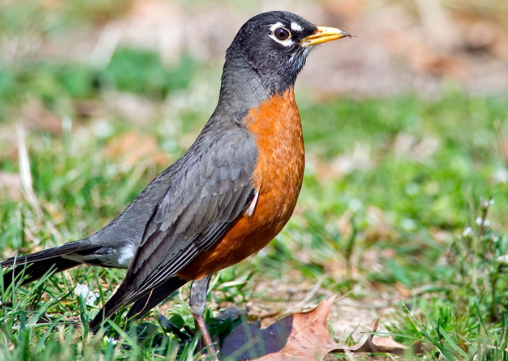 what does an American robin sound like what does an American robin sound like