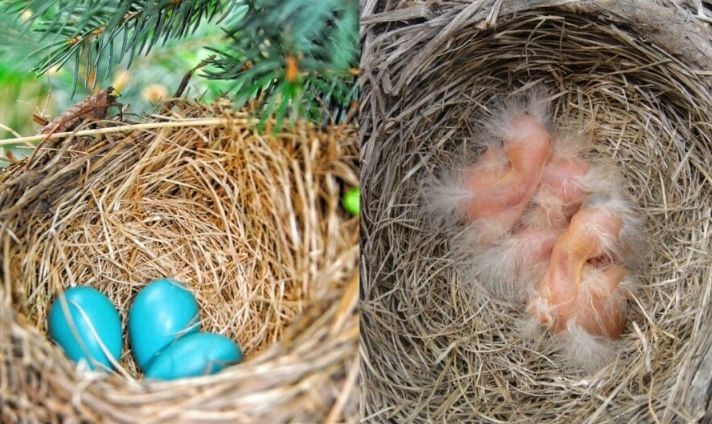 robin egg blue robin egg blue