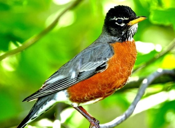 female robin identification