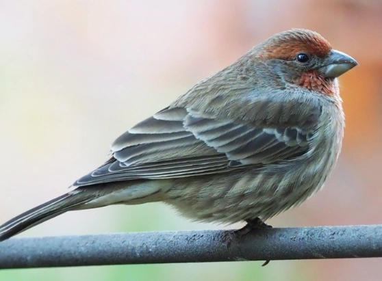 are house finches good to have around are house finches good to have around