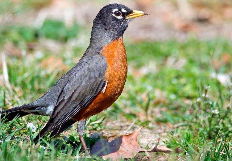 American robin measurements