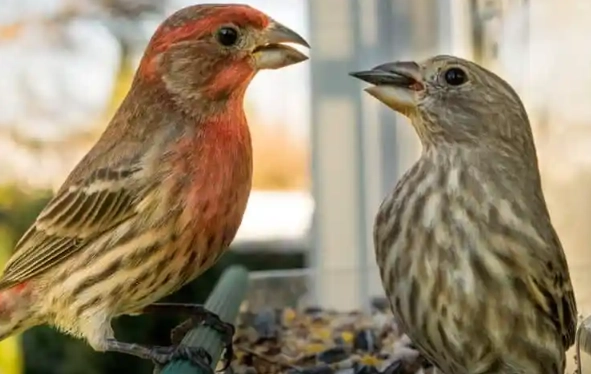 attract house finches to yard attract house finches to yard
