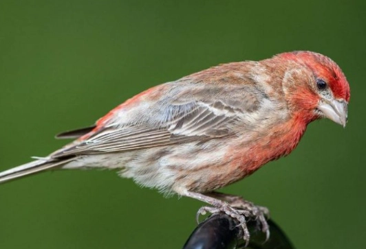 attract house finches to yard attract house finches to yard
