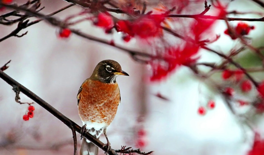 what does an American robin sound like what does an American robin sound like