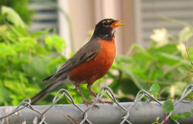 American robin bird song American robin bird song