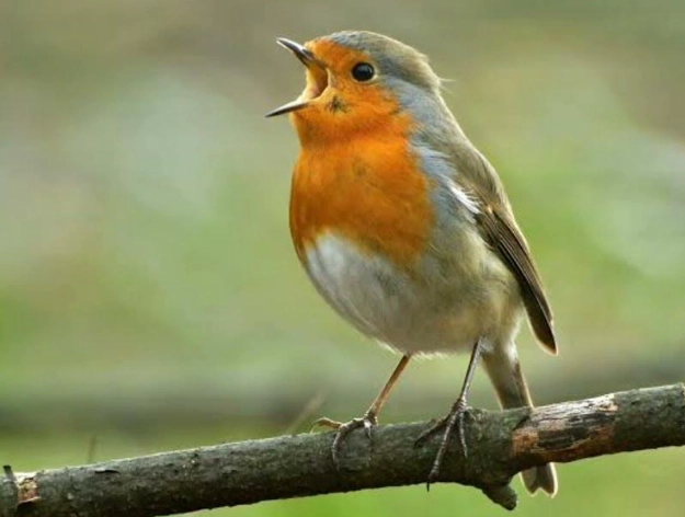 American robin bird song American robin bird song