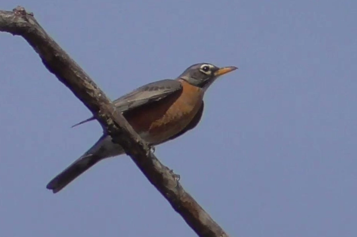 American robin bird song American robin bird song