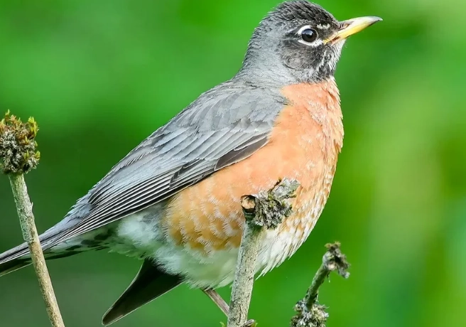 female robin identification