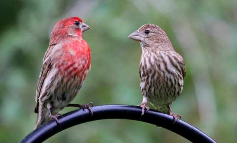 house finch rarity