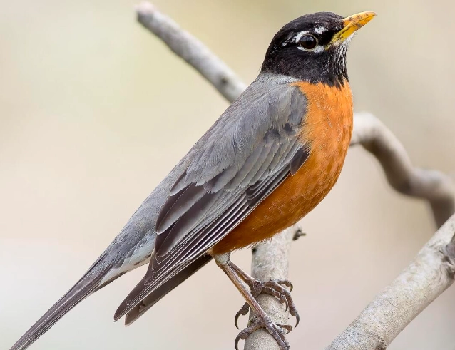 American robin measurements