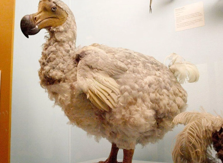 where did all the birds go