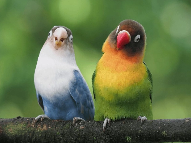 summer bird behavior summer bird behavior