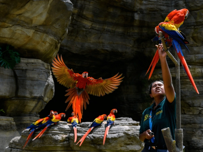 bird summer migration