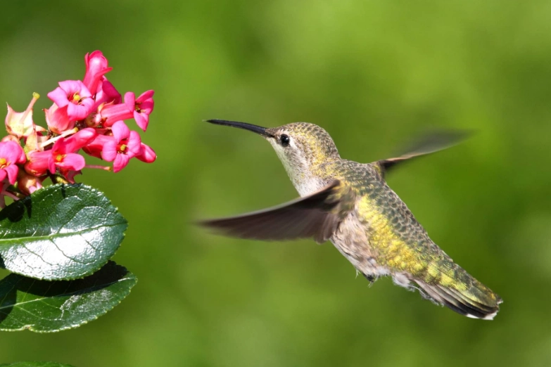 birds singing less birds singing less