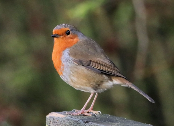 August bird behavior August bird behavior