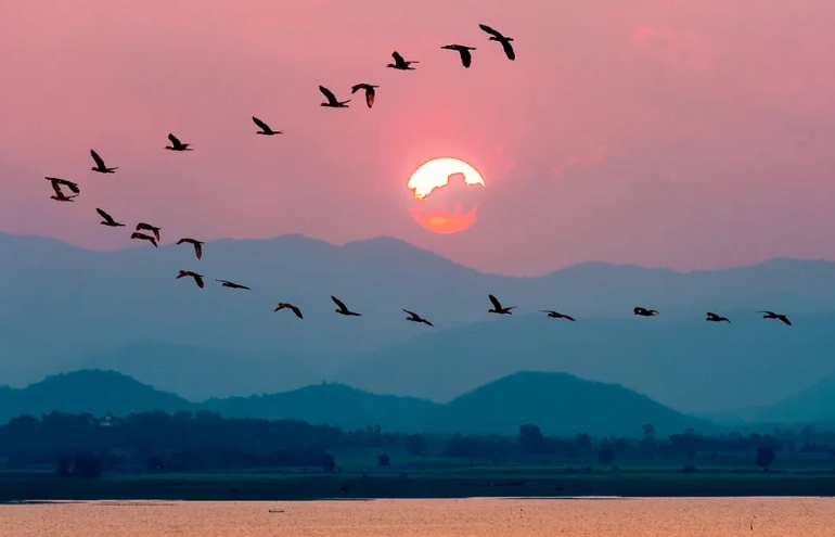 bird summer migration