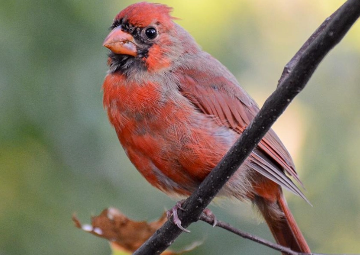 birds quiet in August birds quiet in August