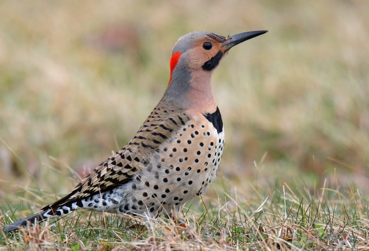 Northern Flicker migration map