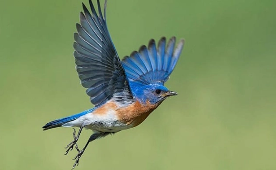 summer bird destinations