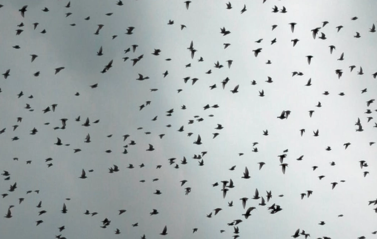 why are birds disappearing