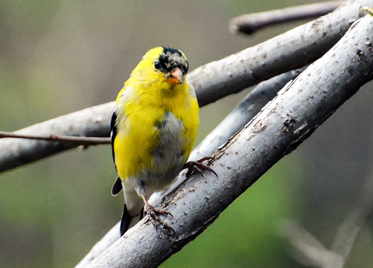 feather replacement in birds