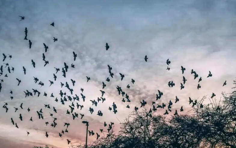 summer bird behavior summer bird behavior