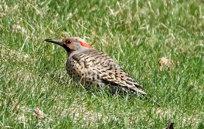 woodpecker migration patterns