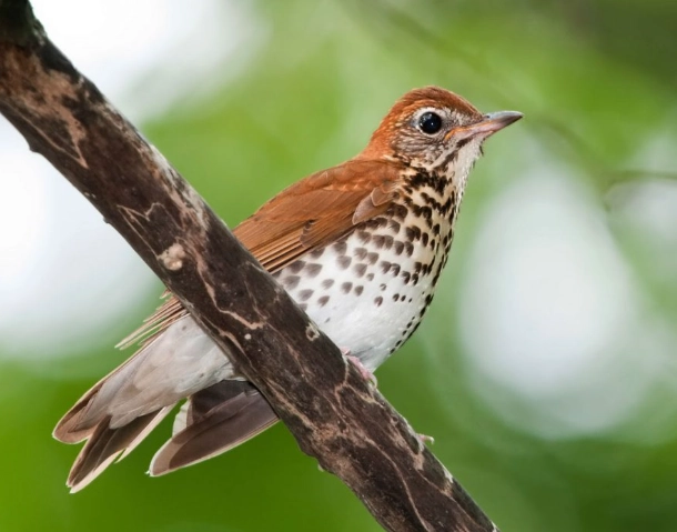 bird population decline