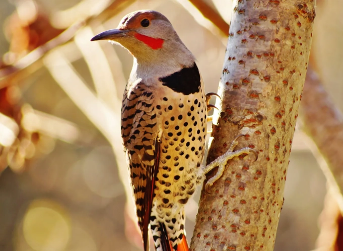 woodpecker migration patterns