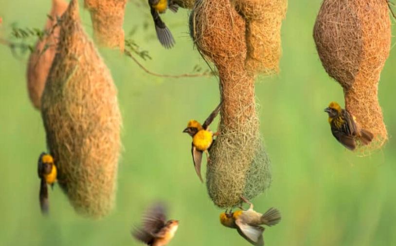summer bird behavior summer bird behavior