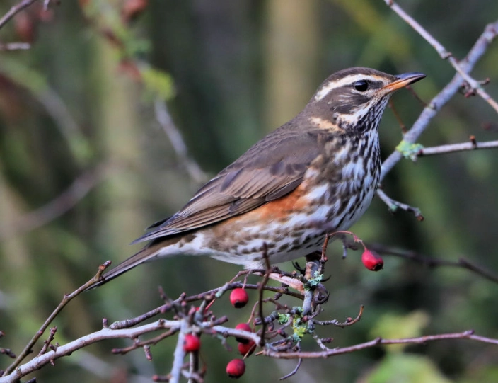why birds stop singing why birds stop singing
