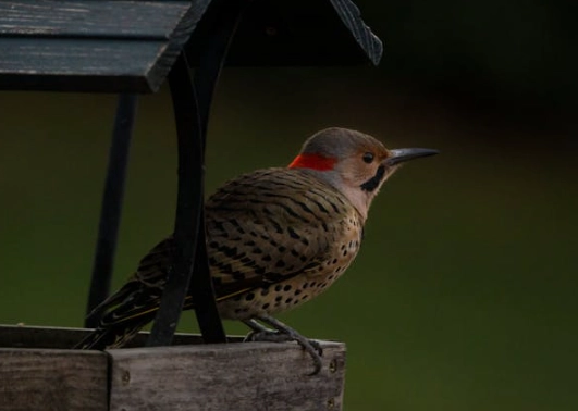 Yellow-shafted vs Red-shafted Flicker