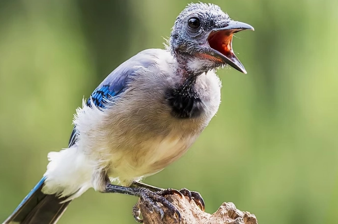 feather replacement in birds