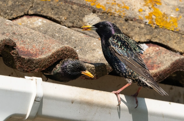 bird summer migration