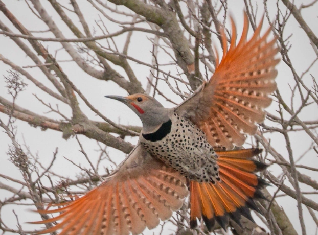 Yellow-shafted vs Red-shafted Flicker