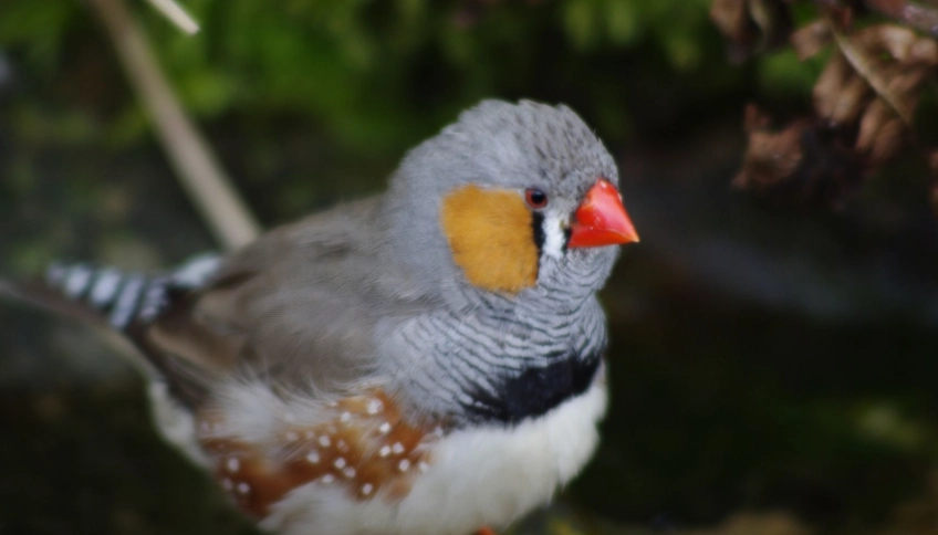 birds quiet in August birds quiet in August