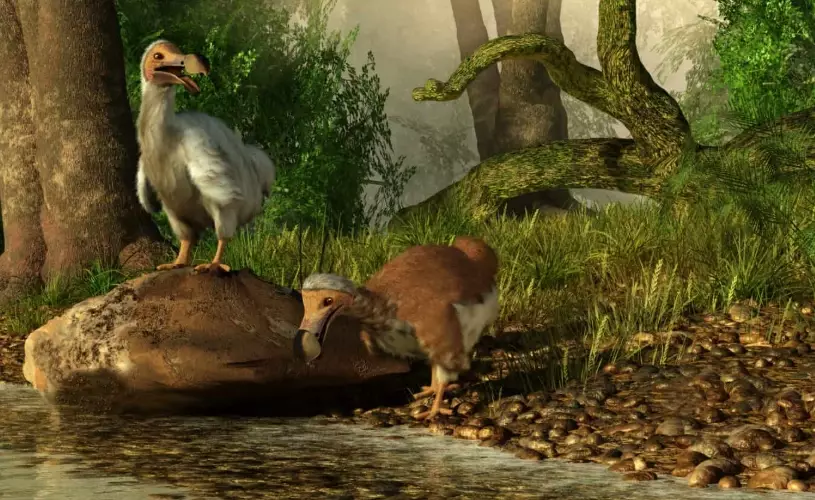 why are birds disappearing