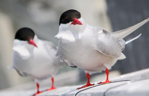 birds singing less birds singing less