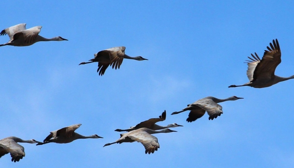 spring bird migration