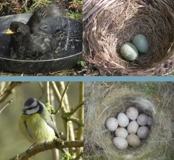 bird egg identification