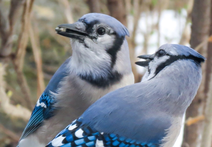 sexual dimorphism in birds