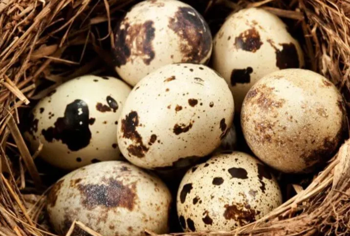 bird egg identification