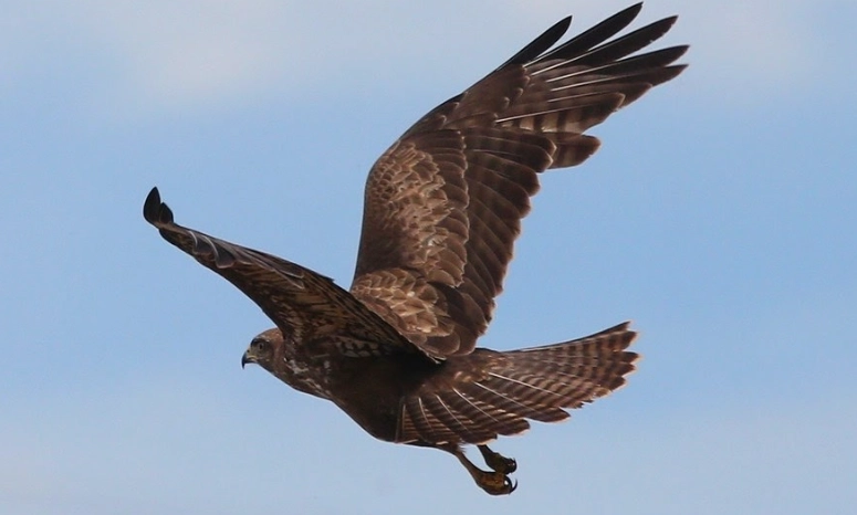 bird identification methods