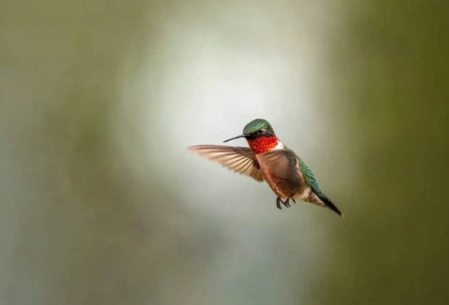 identifying birds in flight usa