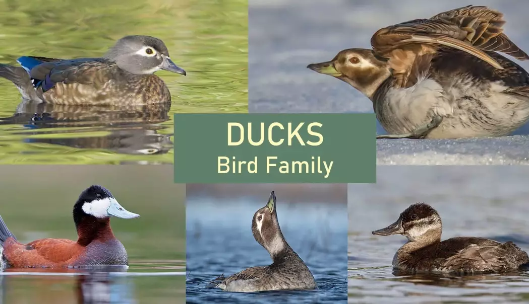 how to tell ducks apart