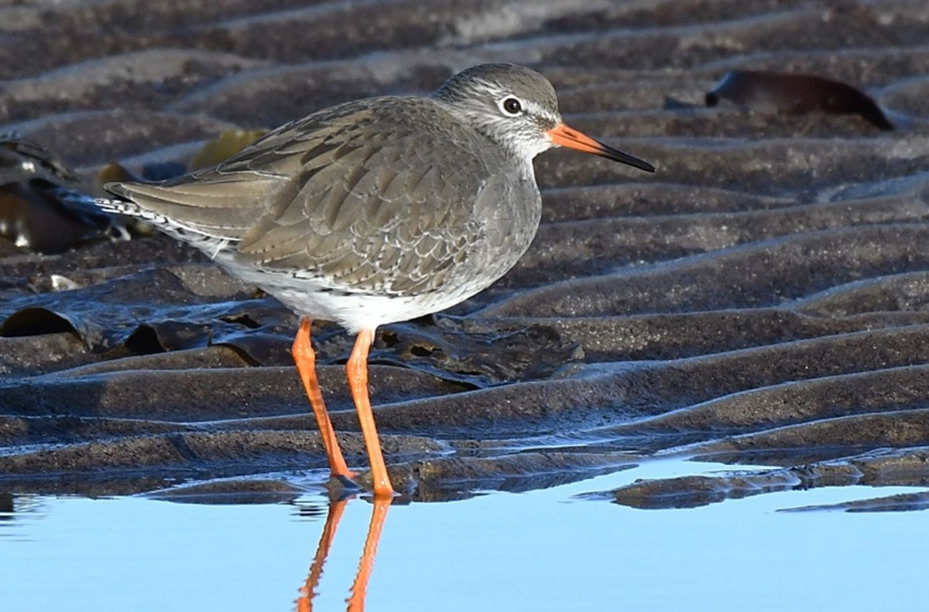 wetland bird watching guide