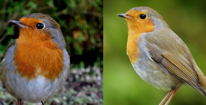 sexual dimorphism in birds