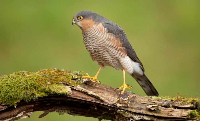 raptor identification guide