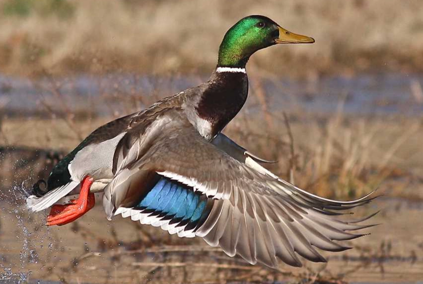 waterfowl identification guide